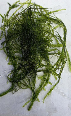 Java Moss 5x5cm-1