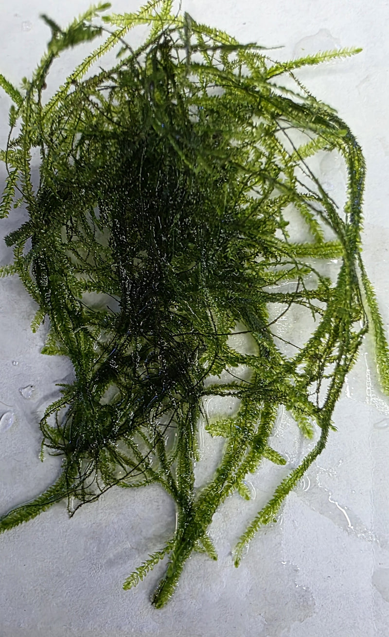 Java Moss 5x5cm-1