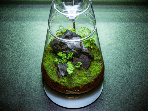 DOT-II Terrarium Set