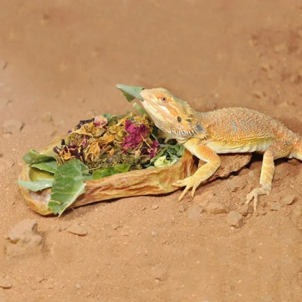 Habistat Sandstone Feeding Dish - Extra Large-1