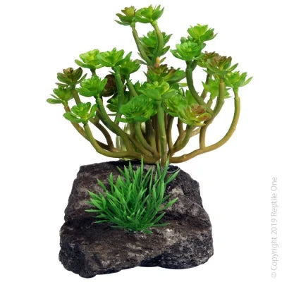 Reptile One Echeveria Garden With Pumice Base 11.5X11.5X14Cm