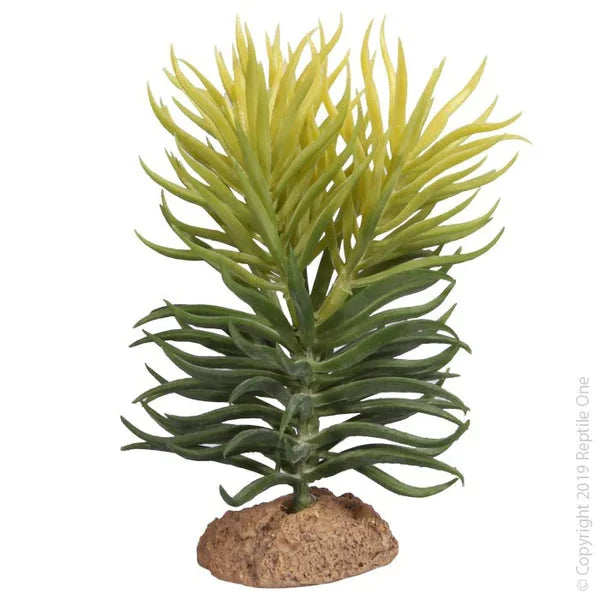 Reptile One Pencil Succulent With Resin Base12.5X10.8X15Cm-1