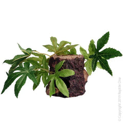 Reptile One Sativa On Resin Log 10X10X9Cm-1