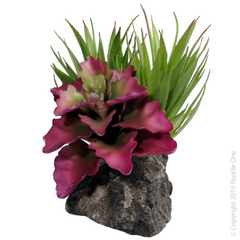 Reptile One Tillandsia Garden With Pumice Base 16X14X11Cm-1