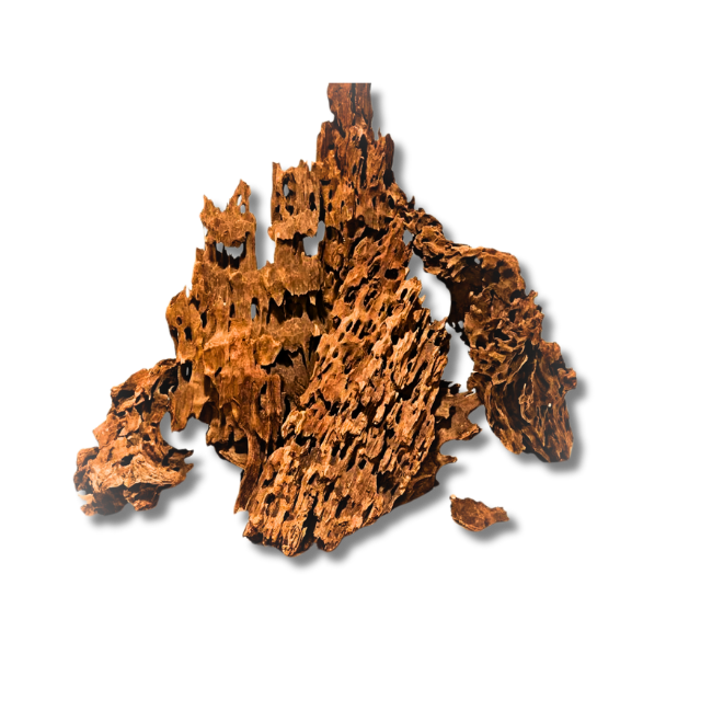 Dragonwood X-Large per piece-1