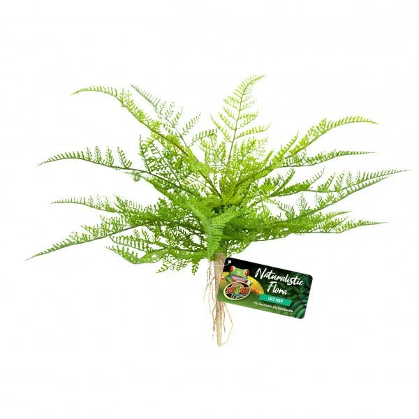 Zoo Med Lace Fern-1