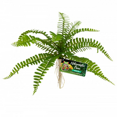 Zoo Med Sword Fern-1