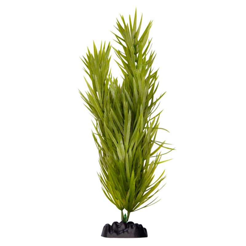 Ecoscape XXLarge Pogostemun-1