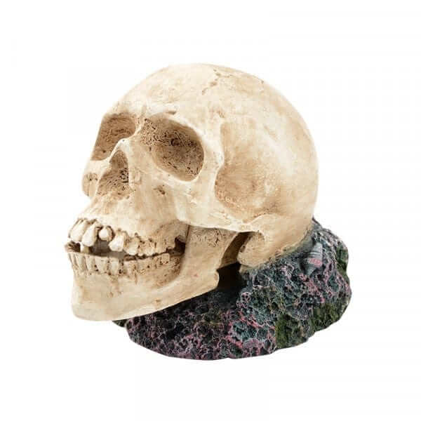 Bioscape Dragon Driftwood Medium 30-40cm