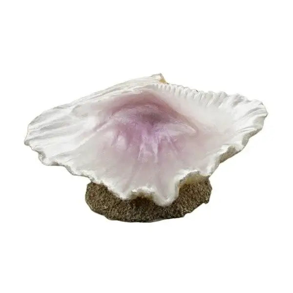 Bioscape Half Clam Shell (L) 15.5 cm-1