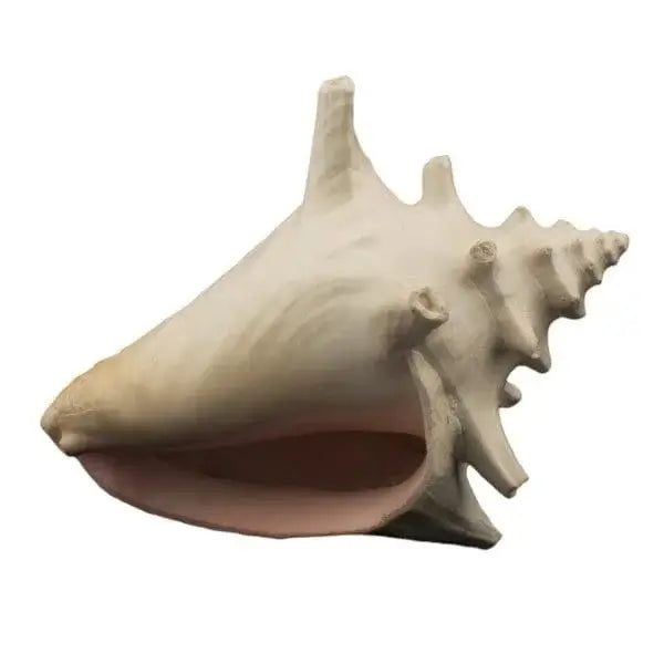 Bioscape Milk Conch Shell 15cm-1