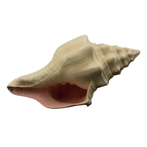 Bioscape Murex Shell 17.5cm-1