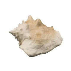Bioscape Queen Conch Shell 22 cm-1