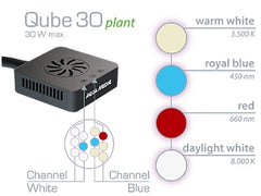Qube 30 Plant-2