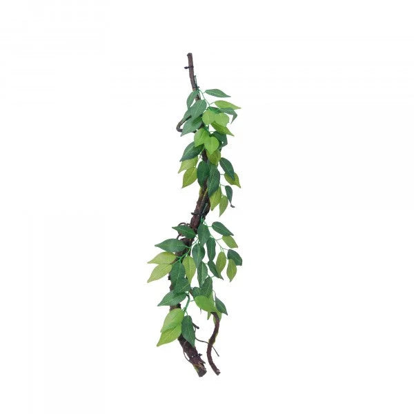 Eco Tech Vine With Ficus Growth