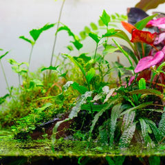 PlantPod Aquarium Hydroponic Topper Plant-1