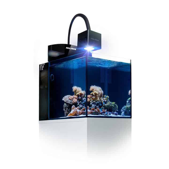 Blenny Qube-1