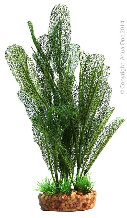 Silk Plant Madagascar Lace W Gravel Base L-1