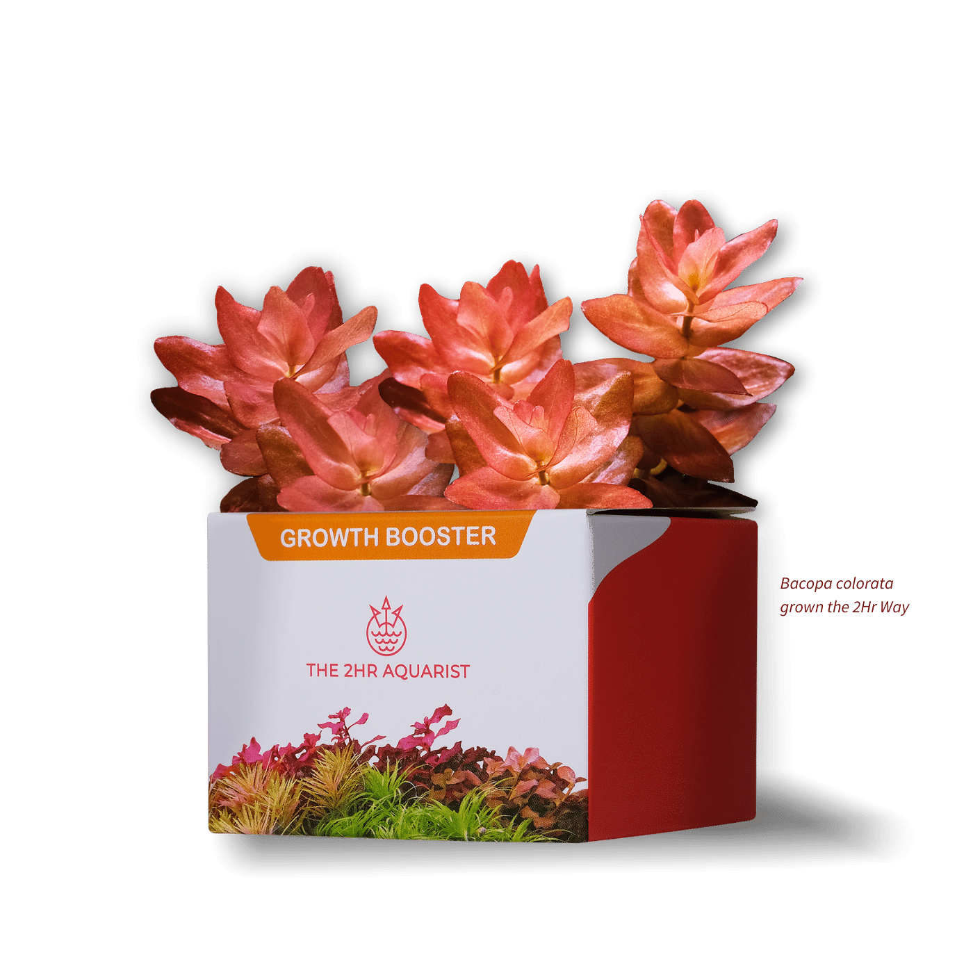 The 2Hr Aquarist APT J Jazz-1