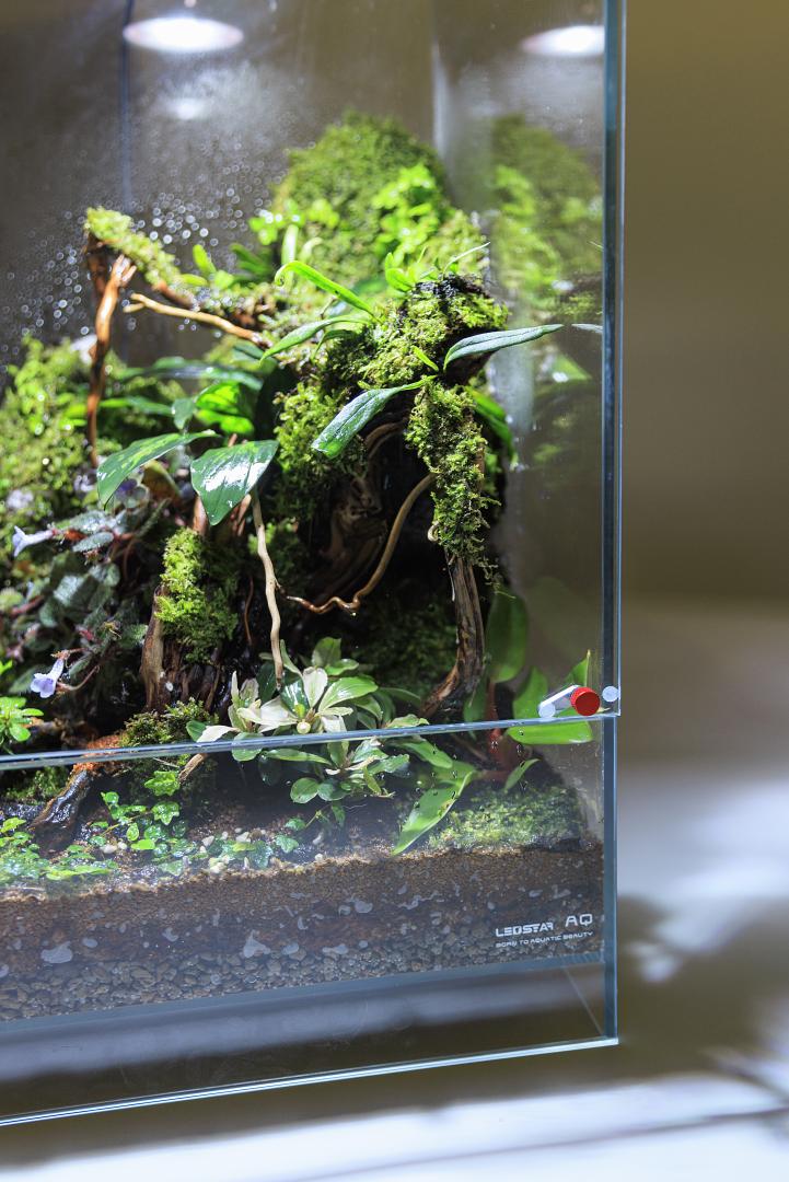 AQ-F30 Infinity Hylaea All-in-One Terrarium Kit (30x30x50cm)