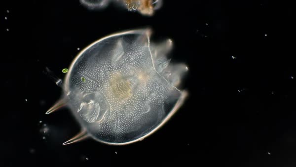 Live Rotifers-2