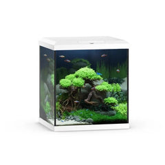 Juwel Vio Cube Aquarium-2